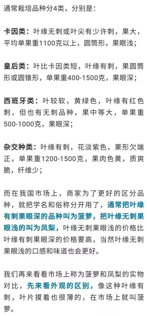 凤梨要用盐水泡吗，凤梨需要用盐水泡吗（凤梨需要用盐水泡吗）