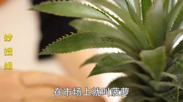 凤梨要用盐水泡吗，凤梨需要用盐水泡吗（凤梨需要用盐水泡吗）