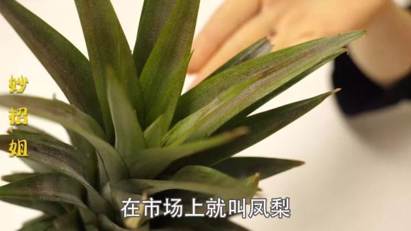 凤梨要用盐水泡吗，凤梨需要用盐水泡吗（凤梨需要用盐水泡吗）