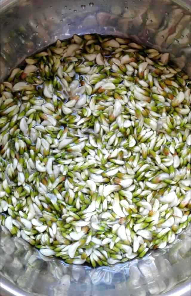 国槐花、洋槐花和红槐花三者的区别，洋槐和槐花有什么区别（槐花分三种，只有一种能吃）