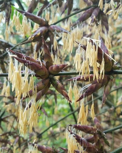 竹世纪，竹子：灵魂深处的精神图腾（竹世纪公司）