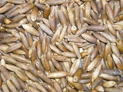 竹世纪，竹子：灵魂深处的精神图腾（竹世纪公司）