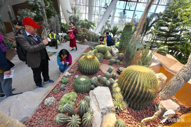 奇花异草的异是什么意思，奇花异草的异什么意思啊（食人植物、箭毒木……世园会植物馆里的“奇花异草”来了解下）