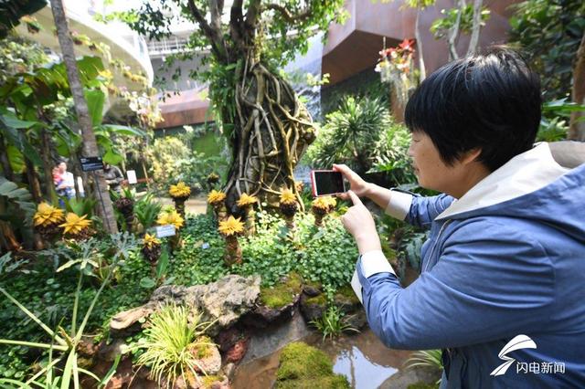 奇花异草的异是什么意思，奇花异草的异什么意思啊（食人植物、箭毒木……世园会植物馆里的“奇花异草”来了解下）