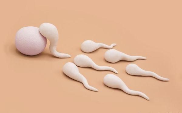 女人的排卵期是什么意思，卵子如果没有和精子结合（女人排卵期啥意思）