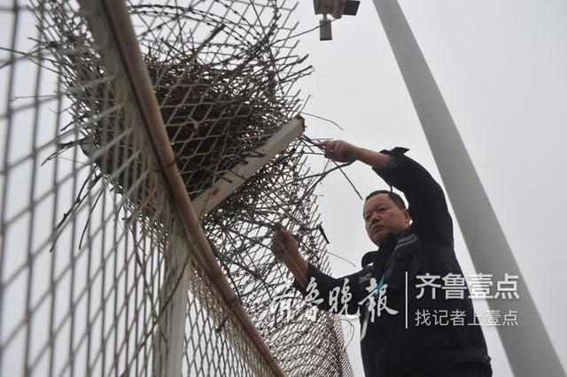 野鸡怎样抓，野鸡怎样抓一（每年跟上万只鸟“斗”）