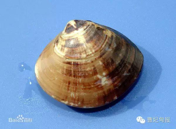 唐山曹妃甸赶海时间表，曹妃甸几点赶海最合适（爱去唐山这地挖蛤钓鱼的必备）