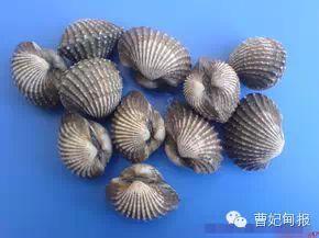 唐山曹妃甸赶海时间表，曹妃甸几点赶海最合适（爱去唐山这地挖蛤钓鱼的必备）