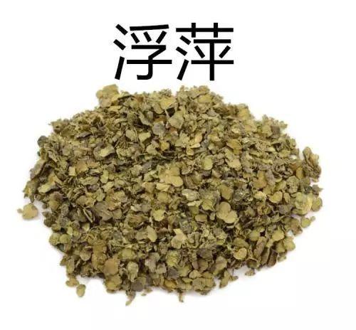 什么是无根浮萍啊,无根飘萍是什么意思(浮萍漂浮无根,是真的吗)