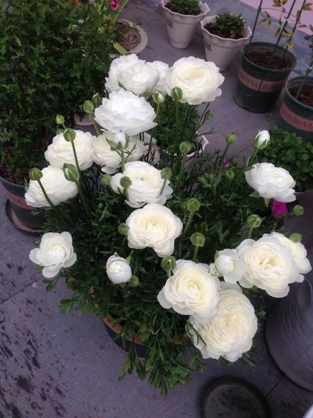 韭莲怎么养，韭菜莲有毒吗 韭菜莲怎么养（被“名字”耽误一生的花）