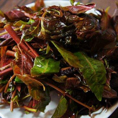 香椿怎么凉拌好吃，香椿凉拌好吃还是炒鸡蛋好吃（凉拌香椿）