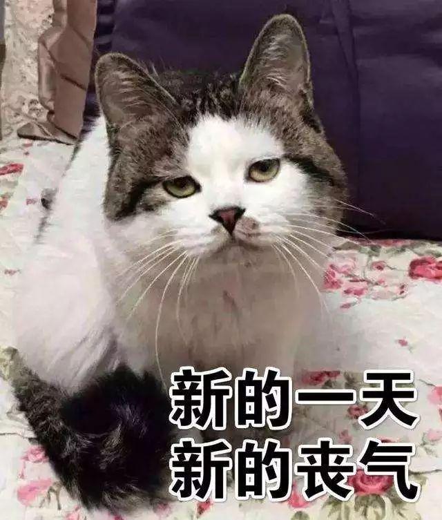 北京丰台母猫绝育多少钱 北京母猫做绝育手术大概多少钱