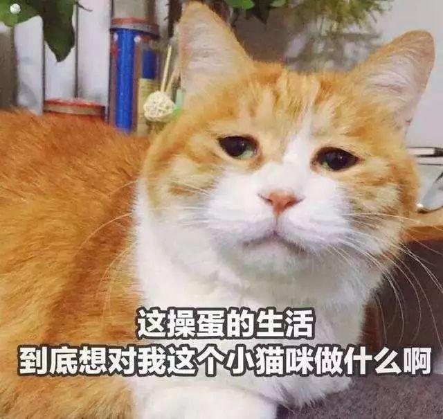 北京丰台母猫绝育多少钱 北京母猫做绝育手术大概多少钱