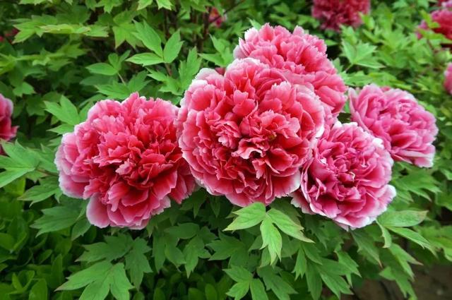 牡丹什么季节开花，史上最全牡丹花图鉴