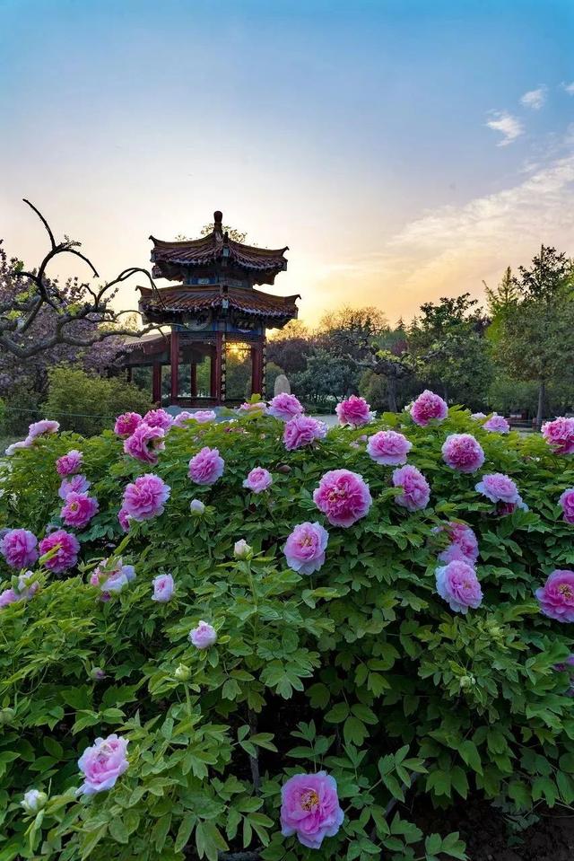 牡丹什么季节开花，史上最全牡丹花图鉴