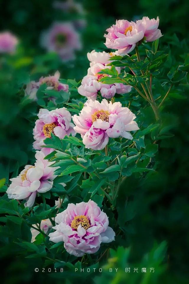 牡丹什么季节开花，史上最全牡丹花图鉴