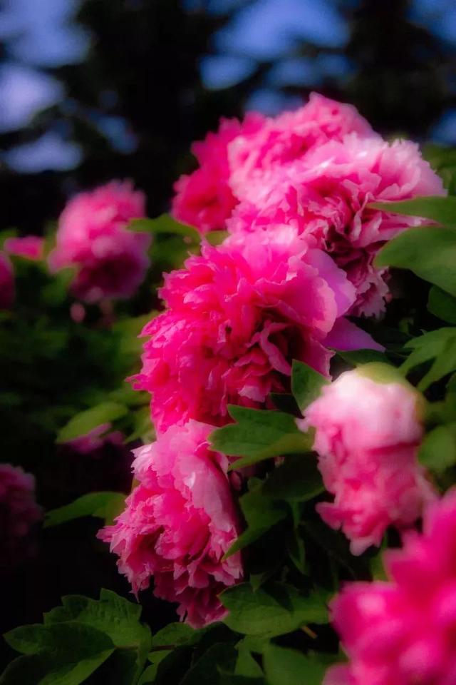 牡丹什么季节开花，史上最全牡丹花图鉴