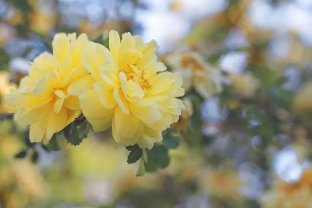 牡丹什么季节开花，史上最全牡丹花图鉴