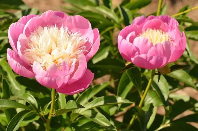 牡丹什么季节开花，史上最全牡丹花图鉴