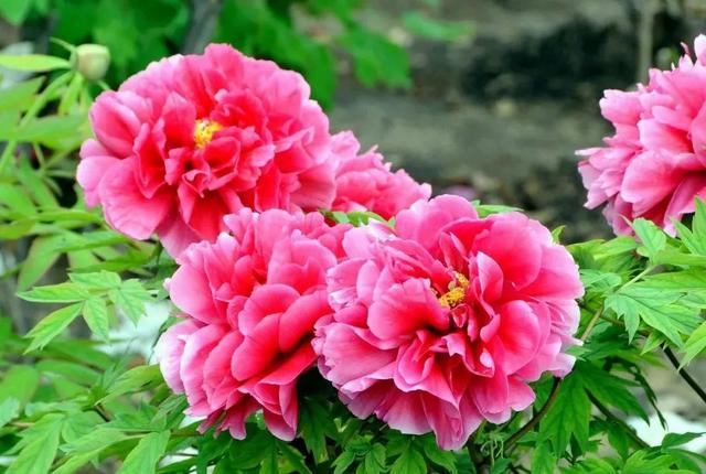 牡丹什么季节开花，史上最全牡丹花图鉴