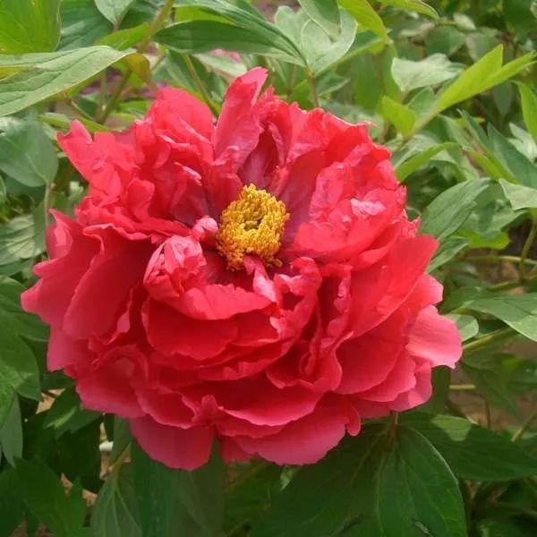 牡丹什么季节开花，史上最全牡丹花图鉴
