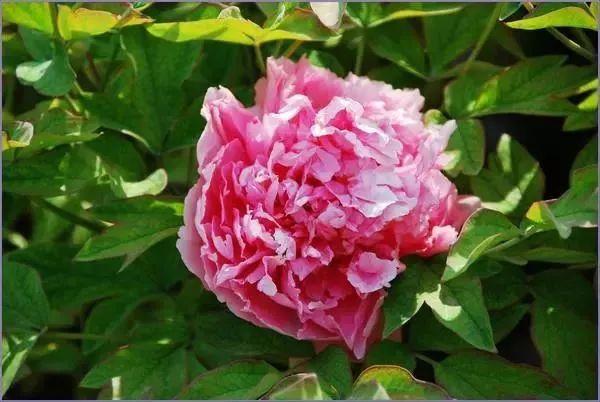牡丹什么季节开花，史上最全牡丹花图鉴