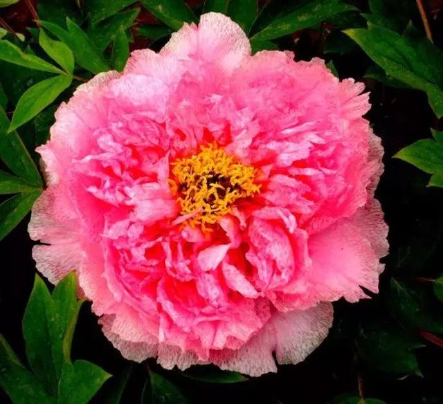 牡丹什么季节开花，史上最全牡丹花图鉴