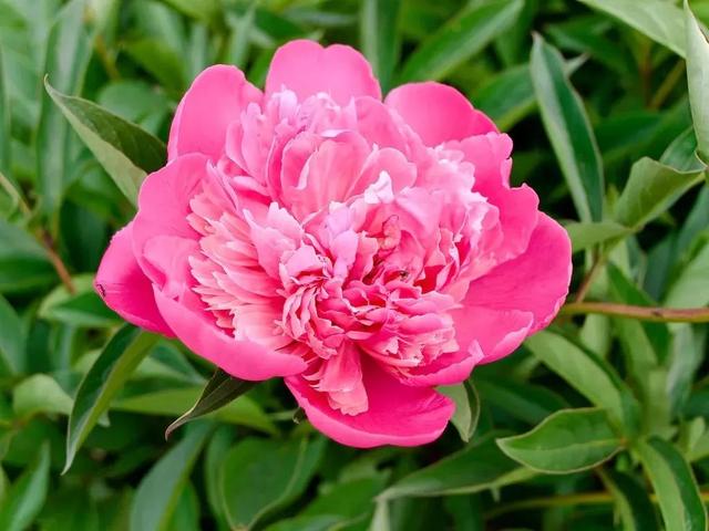 牡丹什么季节开花，史上最全牡丹花图鉴