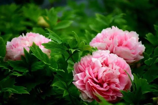 牡丹什么季节开花，史上最全牡丹花图鉴
