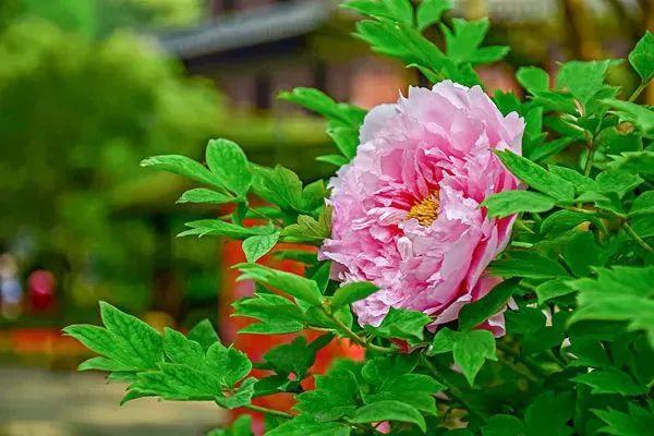 牡丹什么季节开花，史上最全牡丹花图鉴