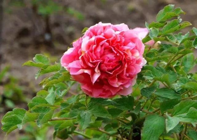牡丹什么季节开花，史上最全牡丹花图鉴
