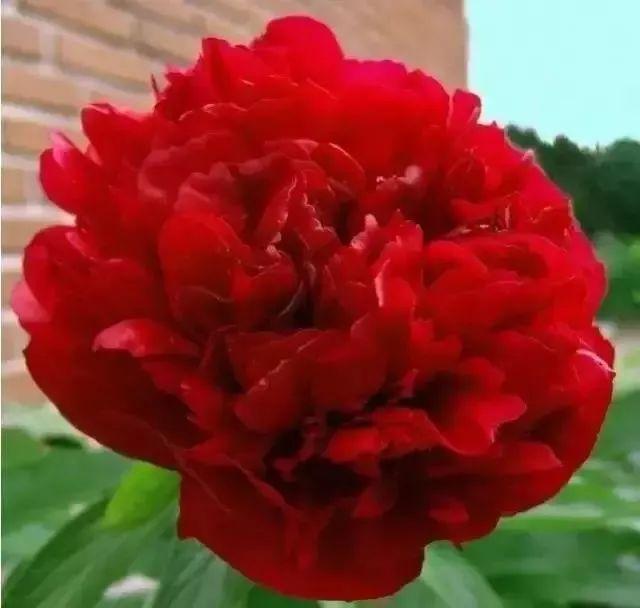 牡丹什么季节开花，史上最全牡丹花图鉴