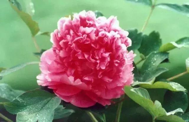牡丹什么季节开花，史上最全牡丹花图鉴