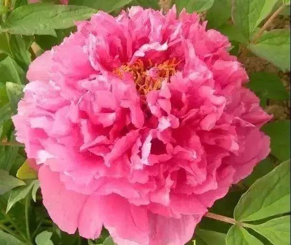 牡丹什么季节开花，史上最全牡丹花图鉴