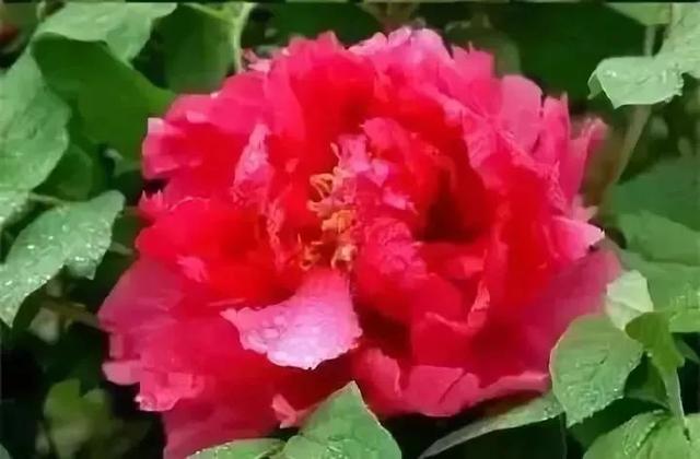 牡丹什么季节开花，史上最全牡丹花图鉴
