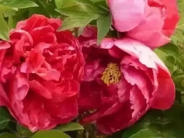 牡丹什么季节开花，史上最全牡丹花图鉴