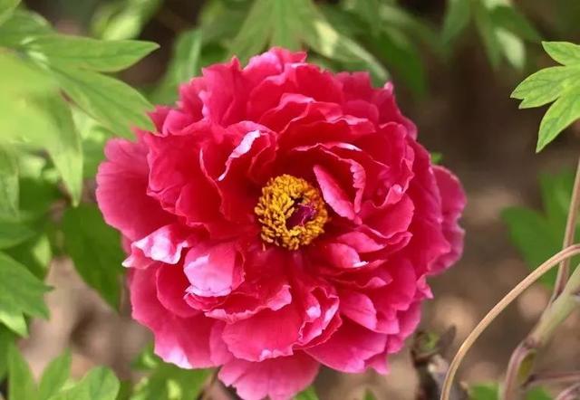 牡丹什么季节开花，史上最全牡丹花图鉴