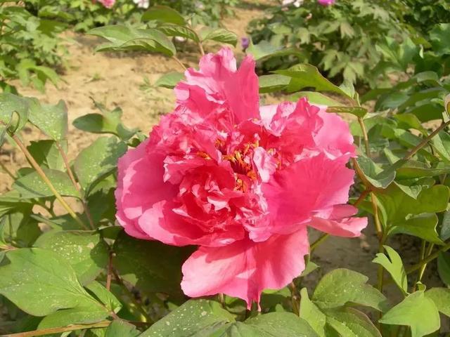 牡丹什么季节开花，史上最全牡丹花图鉴