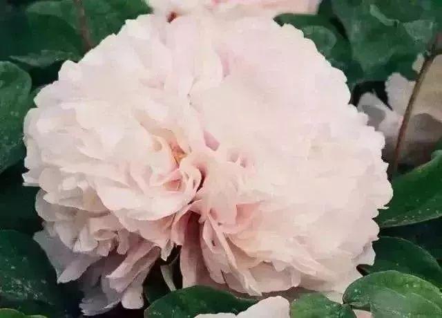 牡丹什么季节开花，史上最全牡丹花图鉴
