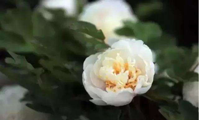 牡丹什么季节开花，史上最全牡丹花图鉴