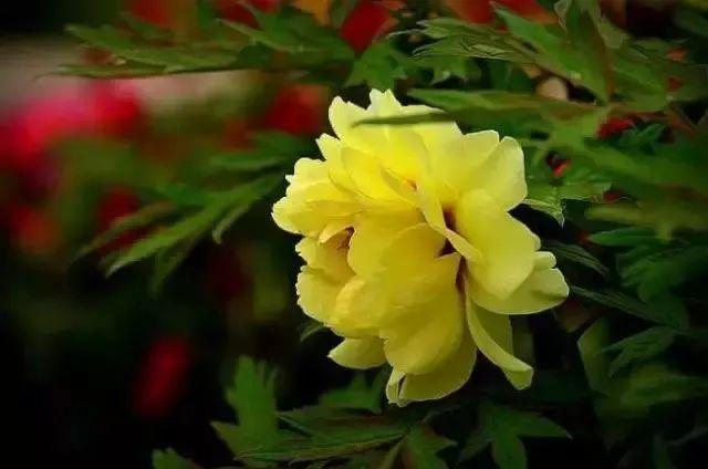 牡丹什么季节开花，史上最全牡丹花图鉴