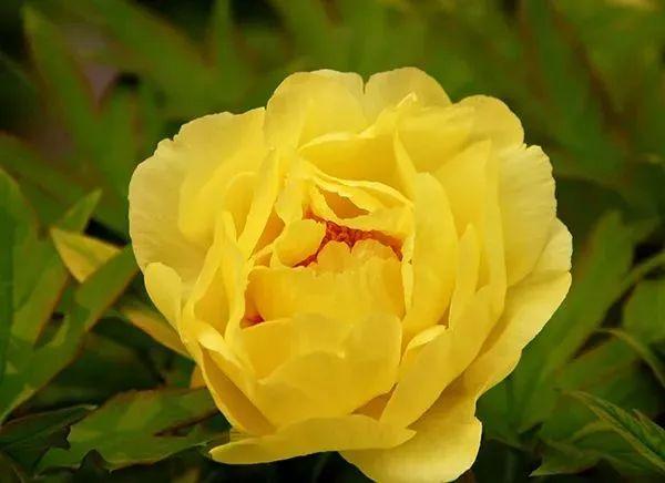 牡丹什么季节开花，史上最全牡丹花图鉴