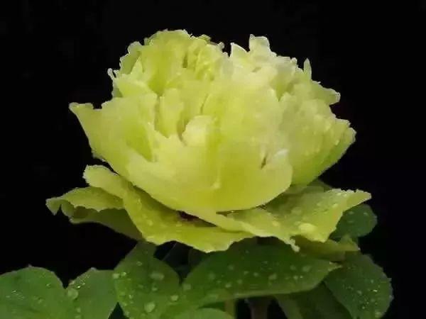 牡丹什么季节开花，史上最全牡丹花图鉴