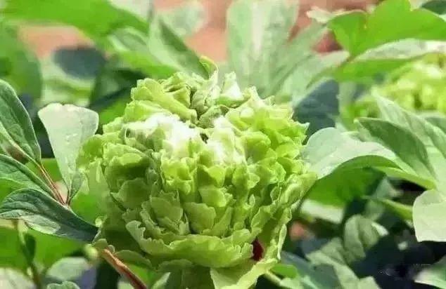 牡丹什么季节开花，史上最全牡丹花图鉴
