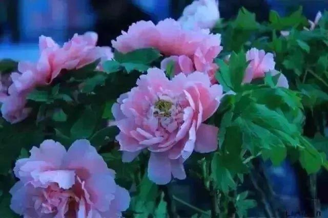 牡丹什么季节开花，史上最全牡丹花图鉴