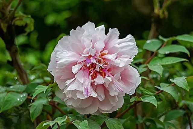 牡丹什么季节开花，史上最全牡丹花图鉴