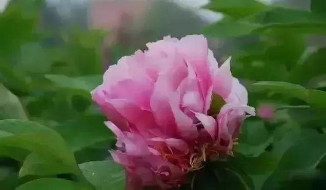 牡丹什么季节开花，史上最全牡丹花图鉴