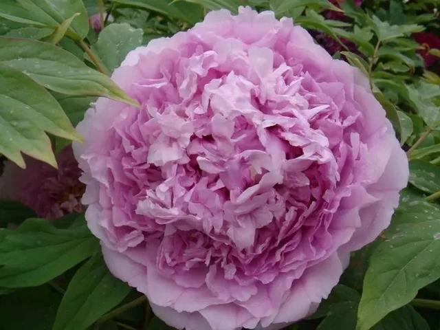 牡丹什么季节开花，史上最全牡丹花图鉴