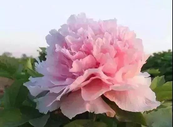 牡丹什么季节开花，史上最全牡丹花图鉴