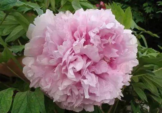 牡丹什么季节开花，史上最全牡丹花图鉴